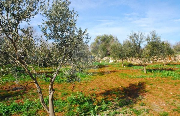 terreno in vendita a Morciano di Leuca