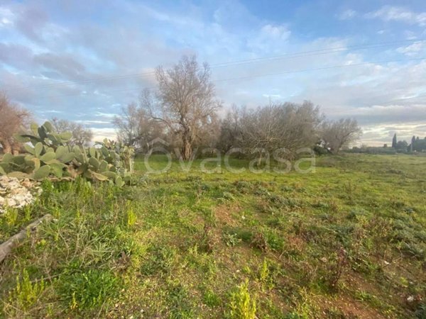 terreno agricolo in vendita a Muro Leccese