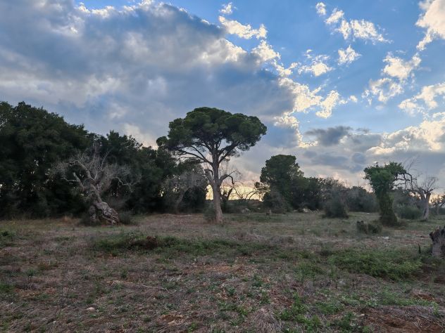 terreno agricolo in vendita a Muro Leccese