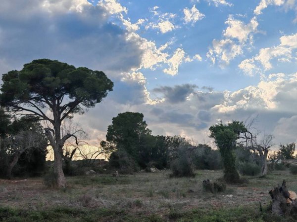 terreno agricolo in vendita a Muro Leccese