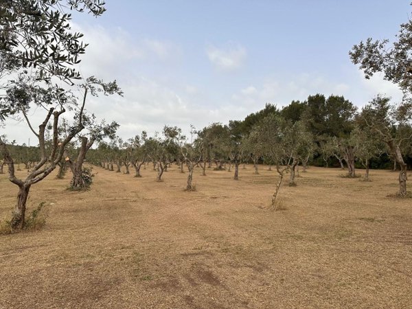 terreno agricolo in vendita a Muro Leccese