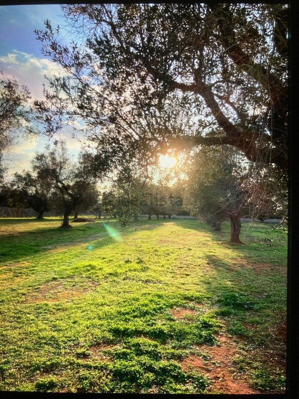 terreno agricolo in vendita a Muro Leccese
