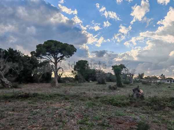 terreno agricolo in vendita a Muro Leccese
