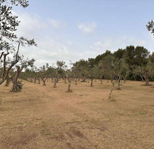terreno agricolo in vendita a Muro Leccese