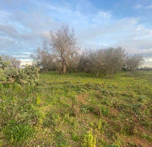 terreno agricolo in vendita a Muro Leccese