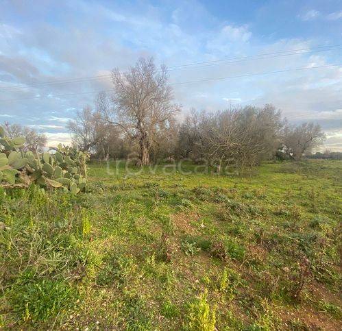 terreno agricolo in vendita a Muro Leccese