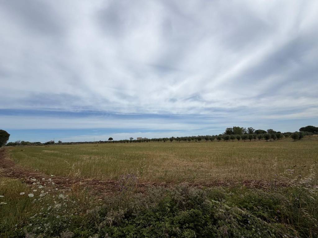 terreno agricolo in vendita a Muro Leccese