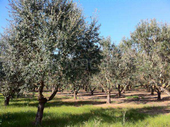 terreno agricolo in vendita a Nardò