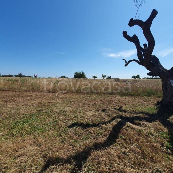 terreno agricolo in vendita a Nardò in zona Boncore