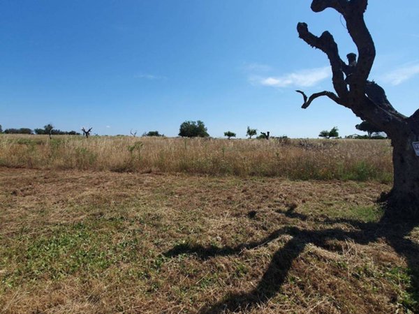 terreno agricolo in vendita a Nardò in zona Boncore