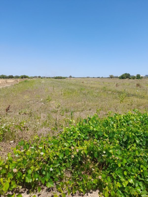 terreno agricolo in vendita a Nardò