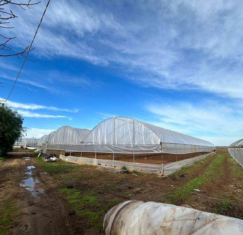 terreno agricolo in vendita a Nardò