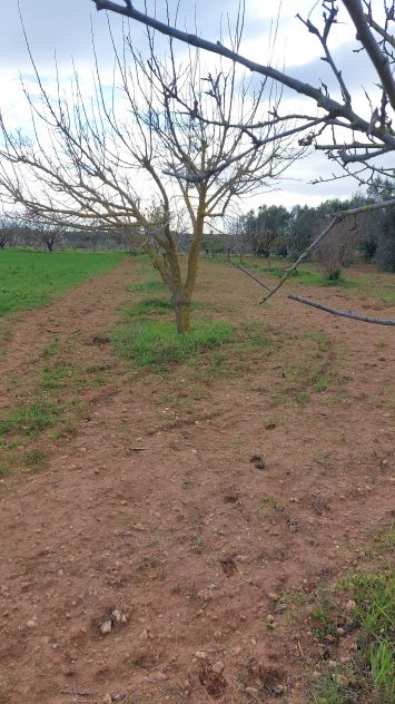 terreno agricolo in vendita a Nardò in zona Cenate