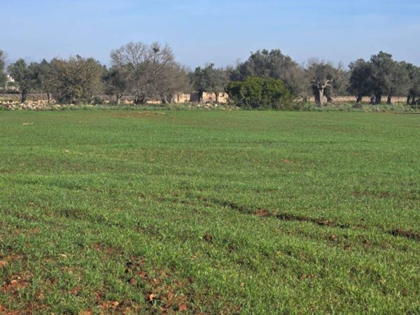 terreno agricolo in vendita a Nardò