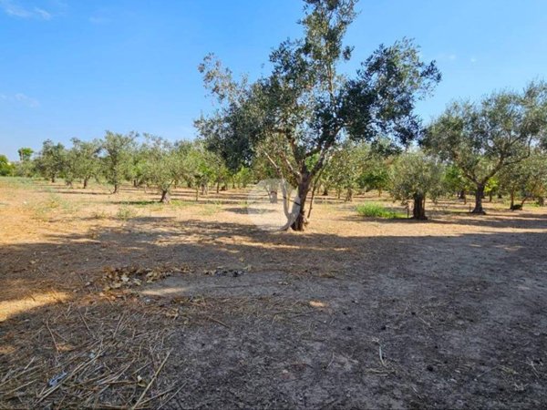 terreno agricolo in vendita a Nardò