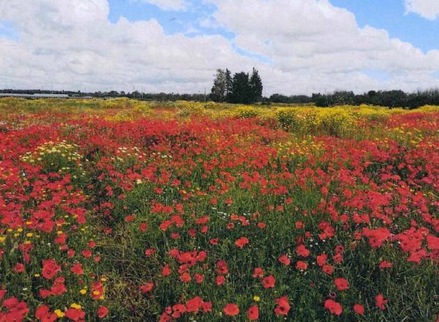terreno agricolo in vendita a Nardò
