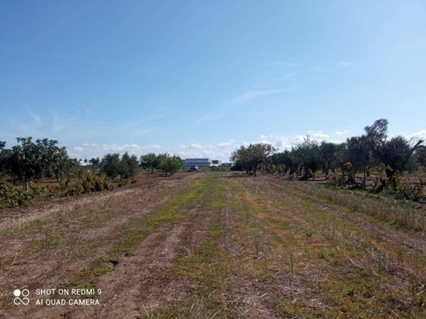 terreno agricolo in vendita a Nardò