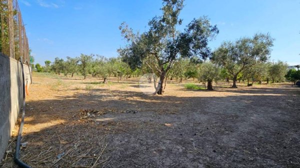 terreno agricolo in vendita a Nardò