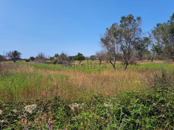 terreno agricolo in vendita a Nardò
