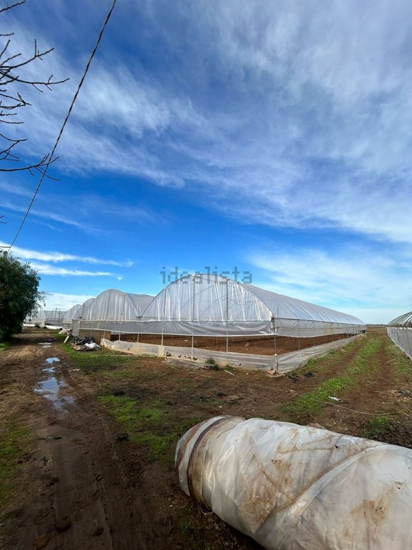 terreno agricolo in vendita a Nardò