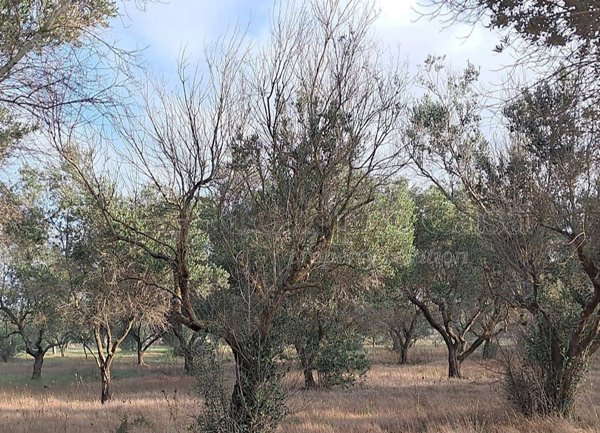 terreno agricolo in vendita a Nardò in zona Sant'Isidoro
