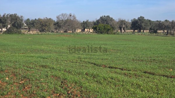 terreno agricolo in vendita a Nardò