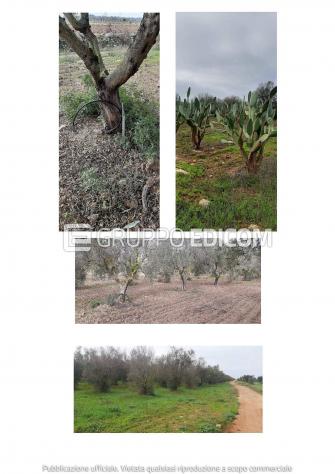 terreno agricolo in vendita a Nardò