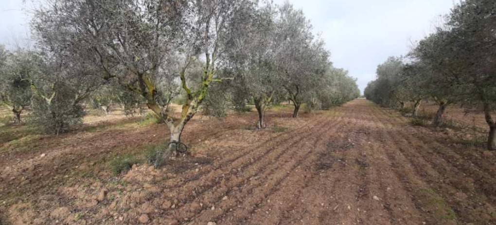 terreno agricolo in vendita a Nardò