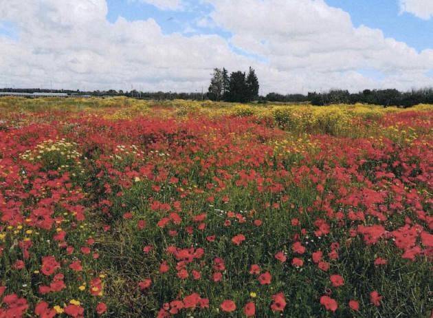 negozio in vendita a Nardò
