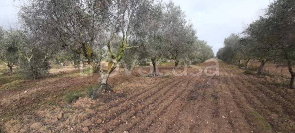terreno agricolo in vendita a Nardò