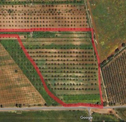 terreno agricolo in vendita a Nardò