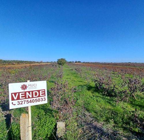 terreno agricolo in vendita a Nardò