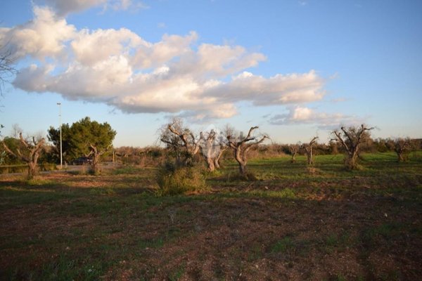 terreno agricolo in vendita a Nardò in zona Sant'Isidoro