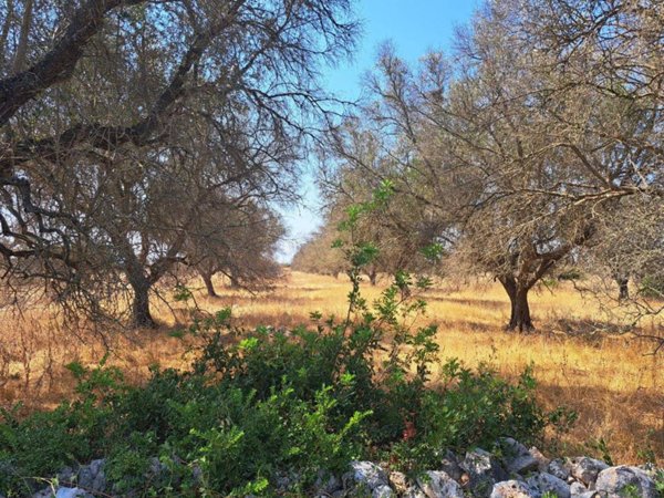 trullo in vendita a Nardò in zona Villaggio Resta
