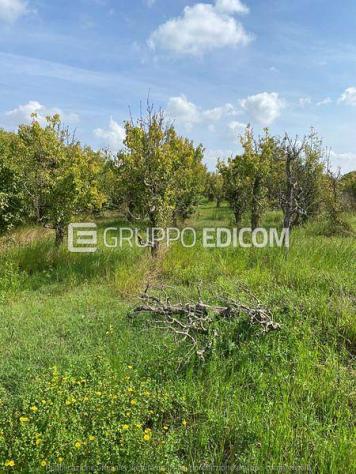 terreno agricolo in vendita a Neviano