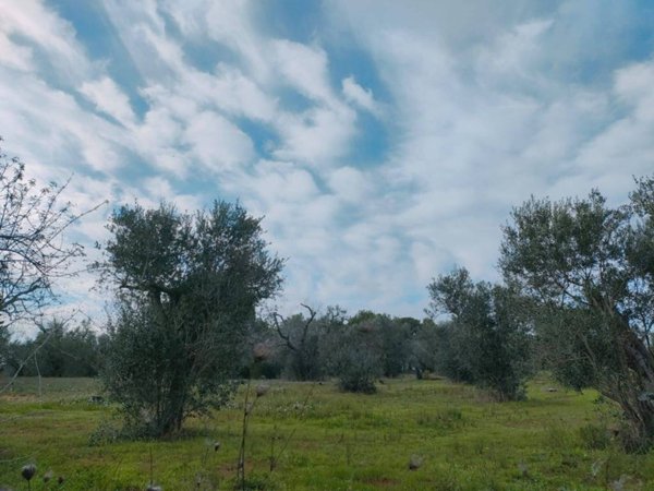 terreno agricolo in vendita a Neviano
