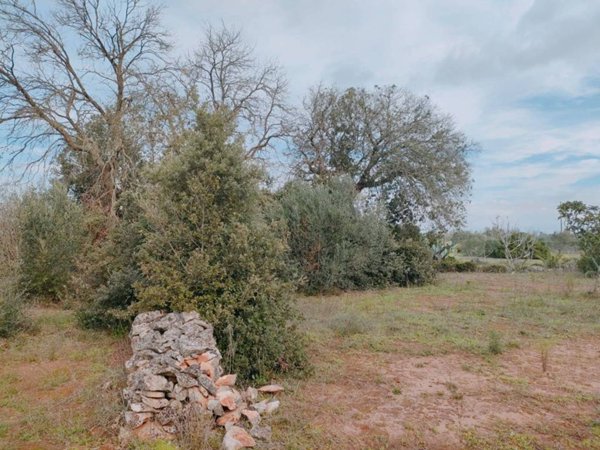 terreno agricolo in vendita a Neviano
