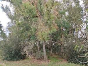 terreno agricolo in vendita a Neviano