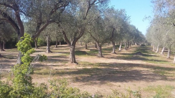 terreno agricolo in vendita ad Otranto