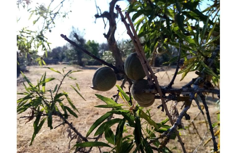 terreno agricolo in vendita a Parabita