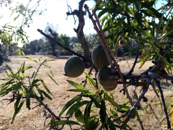 terreno agricolo in vendita a Parabita