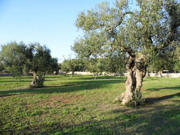 terreno agricolo in vendita a Patù