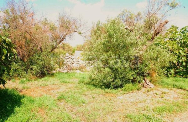 terreno agricolo in vendita a Patù
