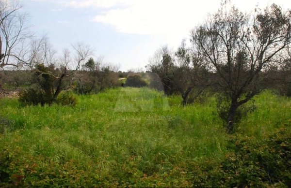 terreno agricolo in vendita a Patù in zona Marina di San Gregorio
