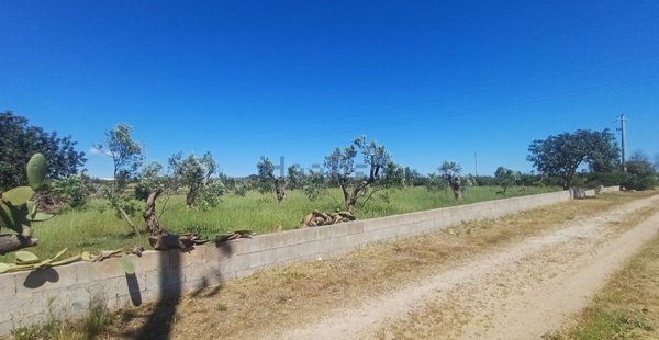 terreno agricolo in vendita a Patù
