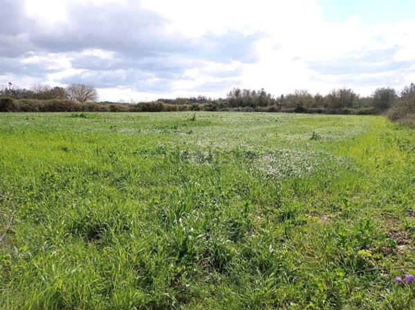 terreno agricolo in vendita a Poggiardo