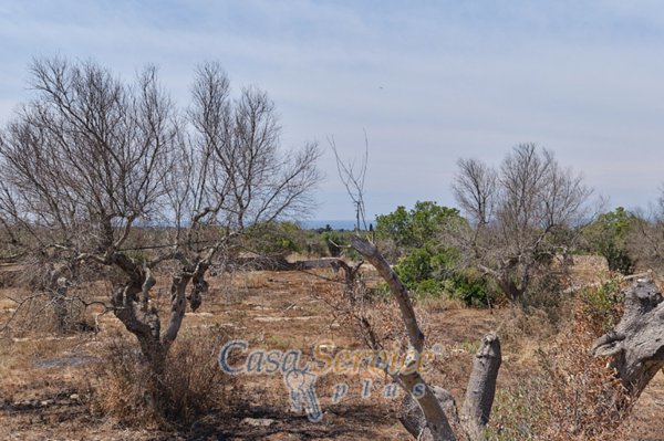 casa indipendente in vendita a Racale