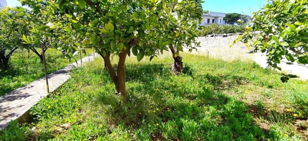 casa indipendente in vendita a Racale in zona Torre Suda