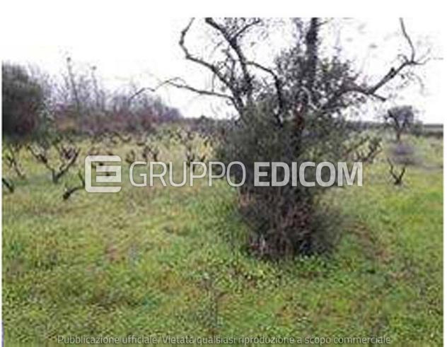 terreno agricolo in vendita a Racale