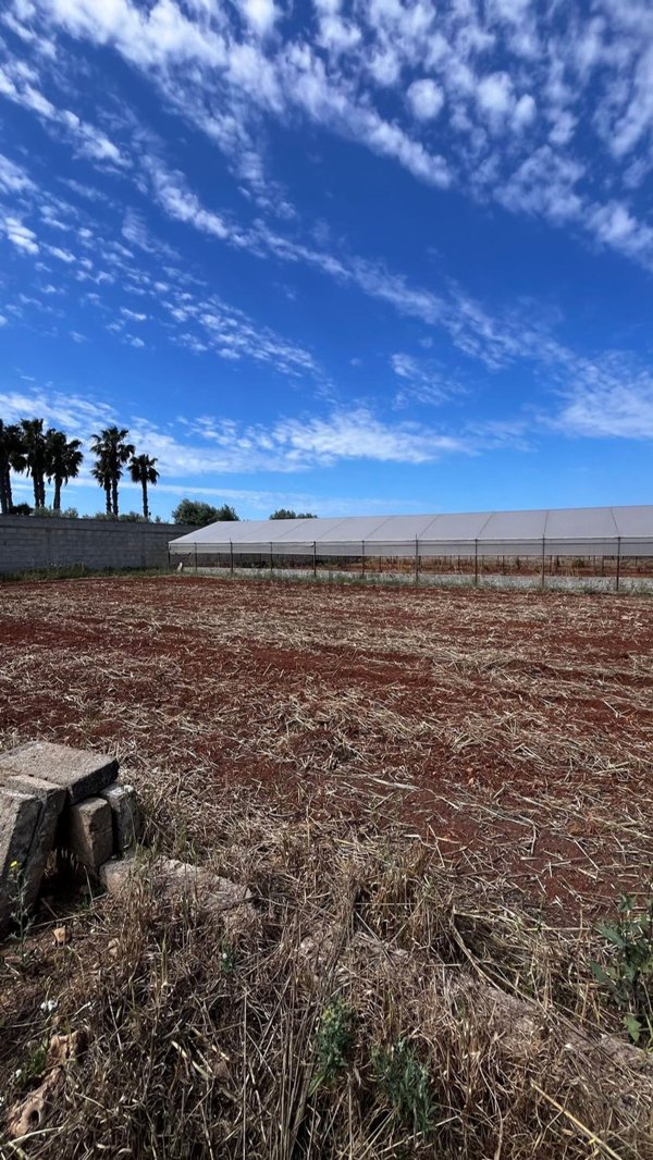 terreno agricolo in vendita a Racale